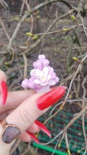 Katherine terry lilac series. Smaller twig