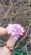 Katherine terry lilac series. Smaller twig