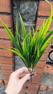Broad sedge, green