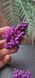 Lilac. Large twig