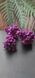 Lilac. Series