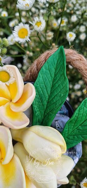 Plumeria leaves, large leaf