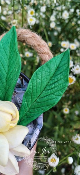 Plumeria leaves, large leaf