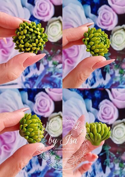 Chrysanthemum mini series. Small flower