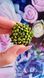 Chrysanthemum mini series. Small flower