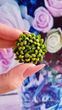 Chrysanthemum mini series. Small flower