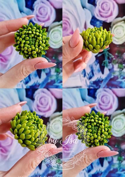 Chrysanthemum mini series. Large flower