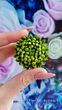 Chrysanthemum mini series. Large flower