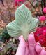 Strawberry leaves triple