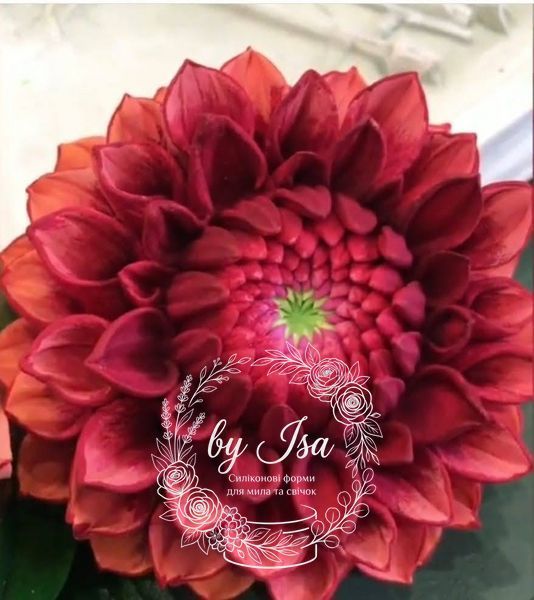 Dahlia red. Series, flower