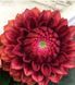 Dahlia red. Series, flower