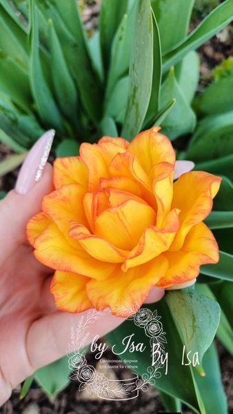 Sun Lover Terry Tulip