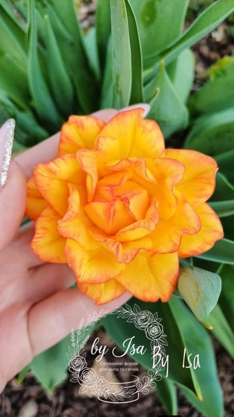 Sun Lover Terry Tulip