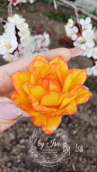 Sun Lover Terry Tulip