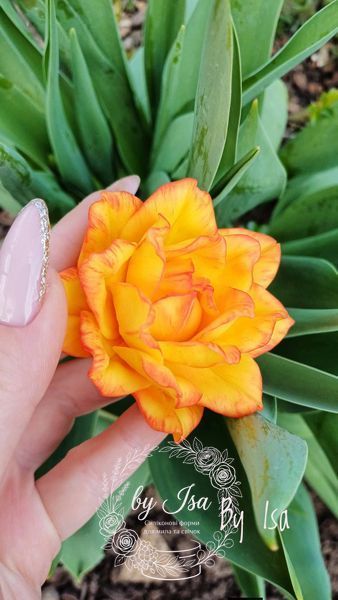 Sun Lover Terry Tulip