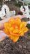 Sun Lover Terry Tulip
