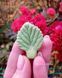 Strawberry leaves. Small