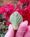 Strawberry leaves. Small