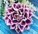 Dahlia Gloria