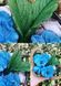 Violet Vitrokka. Pansies. Series. Double leaf., 1 on the form