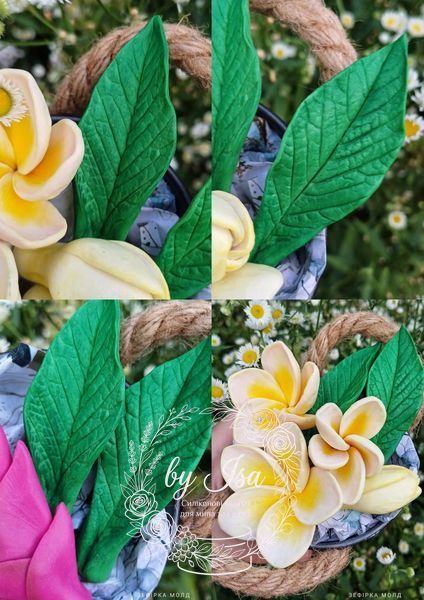 Plumeria Series. Leaves, large leaf