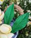 Plumeria Series. Leaves, large leaf