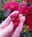 Blackberry - Raspberry inflorescence small