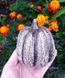 Large oval pumpkin
