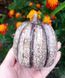 Large oval pumpkin