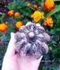 Large oval pumpkin