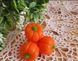 Triple Pumpkin