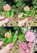 Leaves for the Carnation, Forget-me-not, Eustoma, etc. series., 3 on the form
