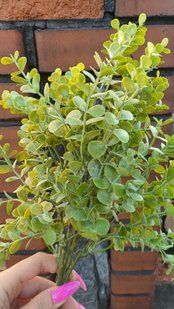 Eucalyptus small, triple twig. Natural color