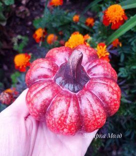 Large round pumpkin
