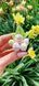 Blackberry white - pink. Inflorescence