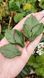 Dahlia leaves, 3 on the form