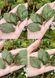 Dahlia leaves, 3 on the form