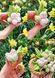 Blackberry white - pink. Inflorescence