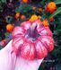 Large round pumpkin
