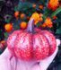 Large round pumpkin