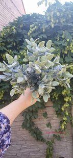 Dusted greens