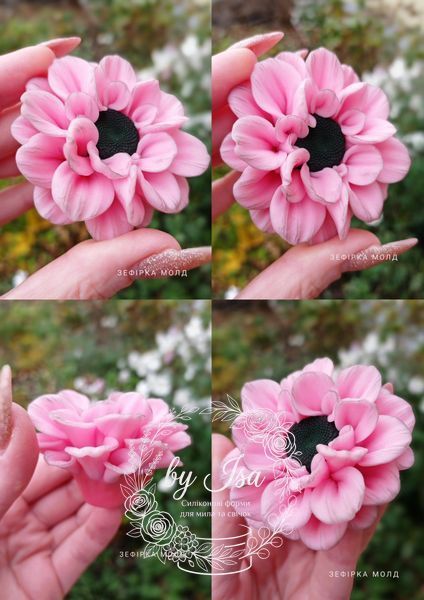 Dahlia daisy Nino