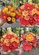 Dahlia daisy Nino