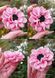 Dahlia daisy Nino