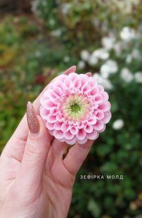Dahlia Wizard of Oz