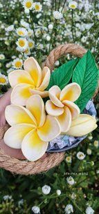 Plumeria Series, series