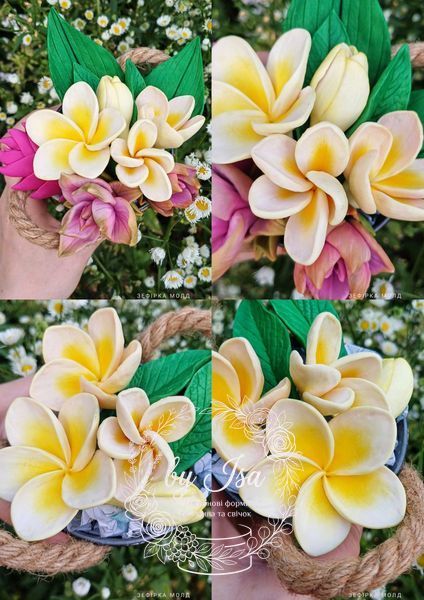 Plumeria Series, series