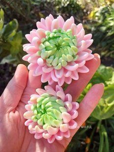 Chrysanthemum Gentle Series