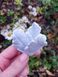 Cineraria. Triple leaf, triple leaf