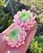 Chrysanthemum Gentle Series
